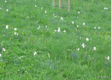 Narcissus poeticus var. recurvus, Pfauenaugen-Narzisse