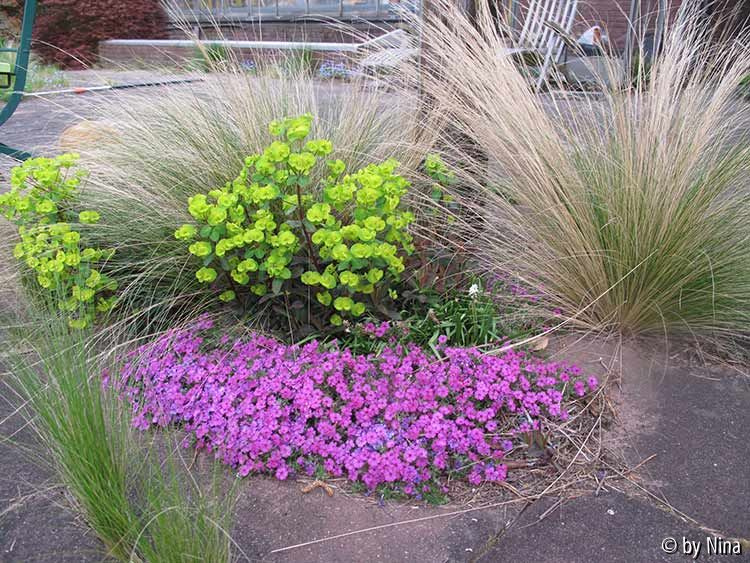 Euphorbia mit Polsterphlox und Stipa tenuissima