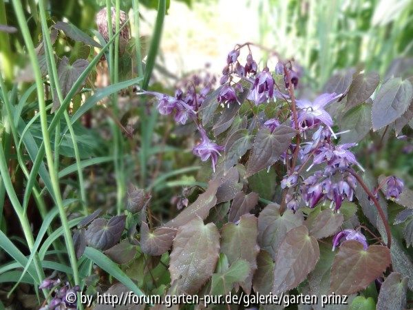 Epimedium Lilafee May 2013