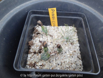 Pinus coulteri Germination May 2013