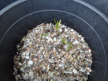 Taxus baccata Germination May 2013