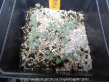 Aquilegia formosana Germination May 2013