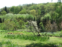 Camassiapflanzung um Holzhahn