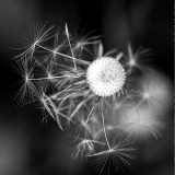 Taraxacum officinale