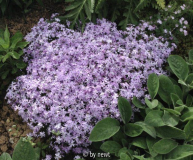 Phlox subulata Emerald Cushion Blue