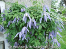 Clematis alpina Blue Dancer