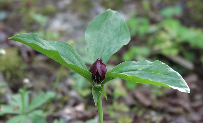 Trillium recurvatum