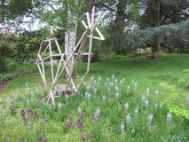 Blüte von Camassia um Holzhahn