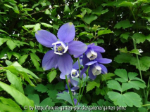 Aquilegia flabellata pumila May 2013