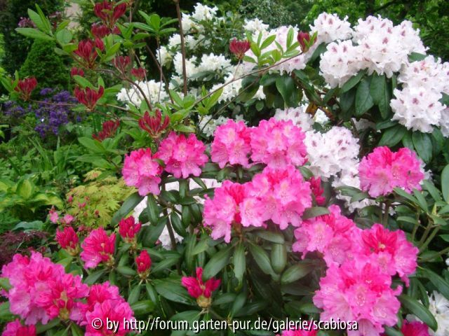 Rhododendron Pfingsten 2013