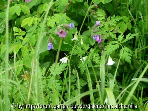 Lungenkraut mit Stellaria und Waldmarbel