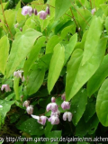 Dicentra Saskia