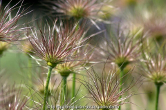 Pulsatilla verblüht