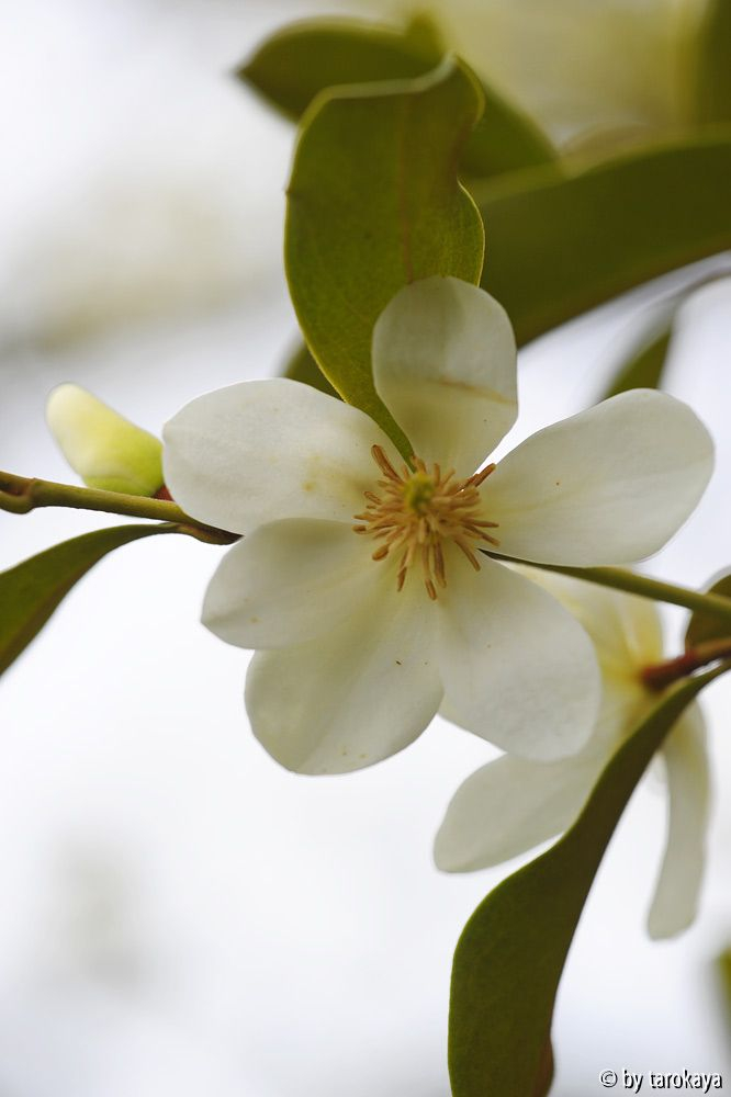 M. dianica laevifolia offen