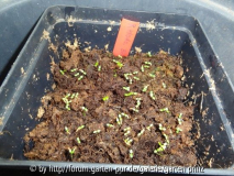 Rhododendron brachycarpum var. tigerstedtii Germination May 2013