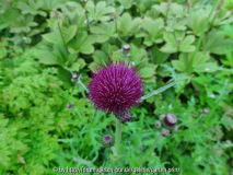 Cirsium rivulare atropurpureum May 2013