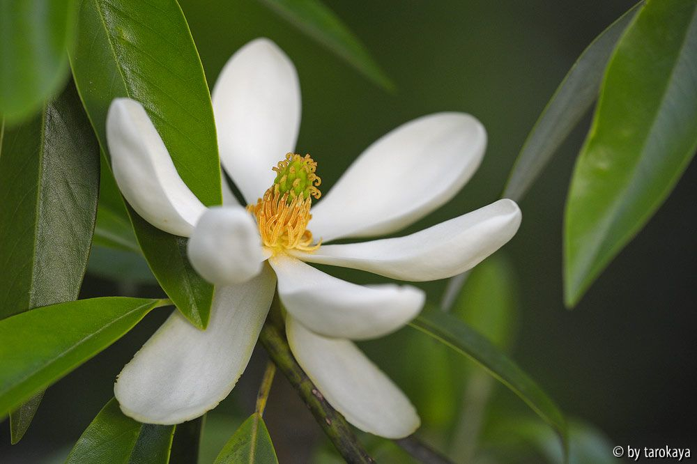 M. virginiana australis2