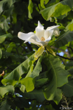 M. macrophylla blätter