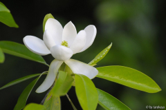 M. virginiana australis