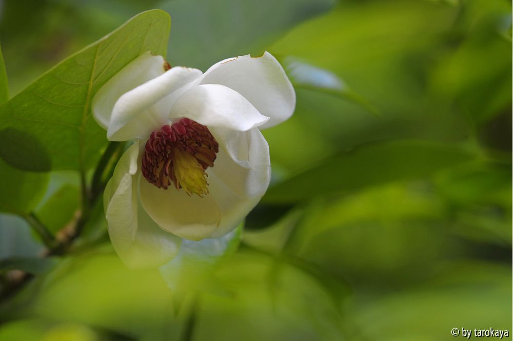 M. sieboldii tetraploid Nr.1