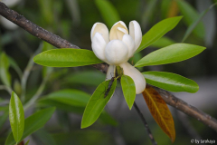 virginiana mit beigabe