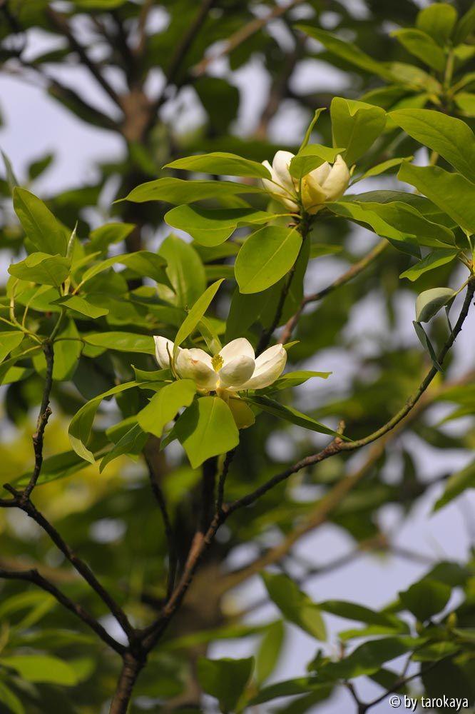 virginiana australis zweig