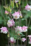 Aquilegia rosa weiße Rüschen