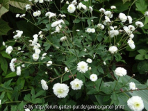 Ranunculus aconitifolius flore pleno Juni 2013