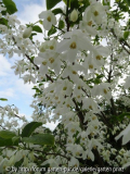 Halesia diptera var. magniflora Flowers Juni 2013