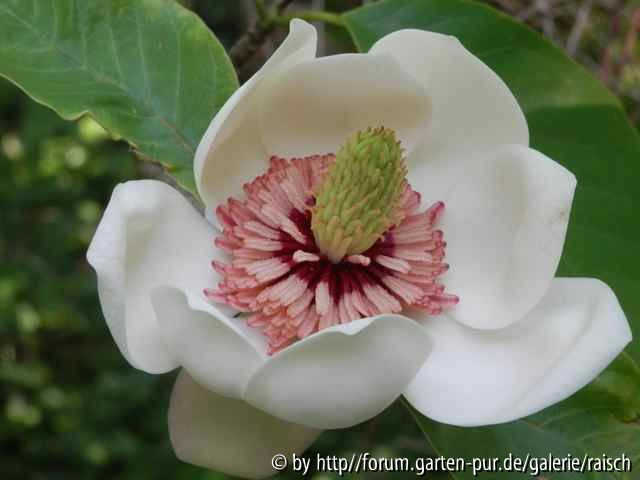 Magnolia wiesenerii2