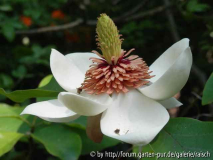 Magnolia wiesenerii3