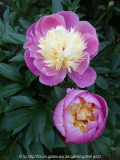 Paeonia Bowl of Beayty June 2013