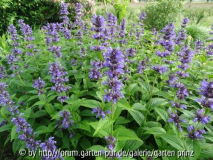 Nepeta kubanica June 2013