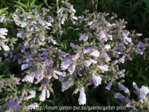 Penstemon hirsutus var. pygmaeus June 2013