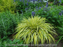 Hakonechloa macra Aureola June 2013