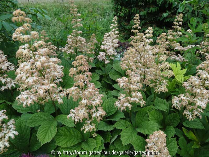 Rodgersia aesculifolia June 2013