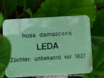 Leda Schild