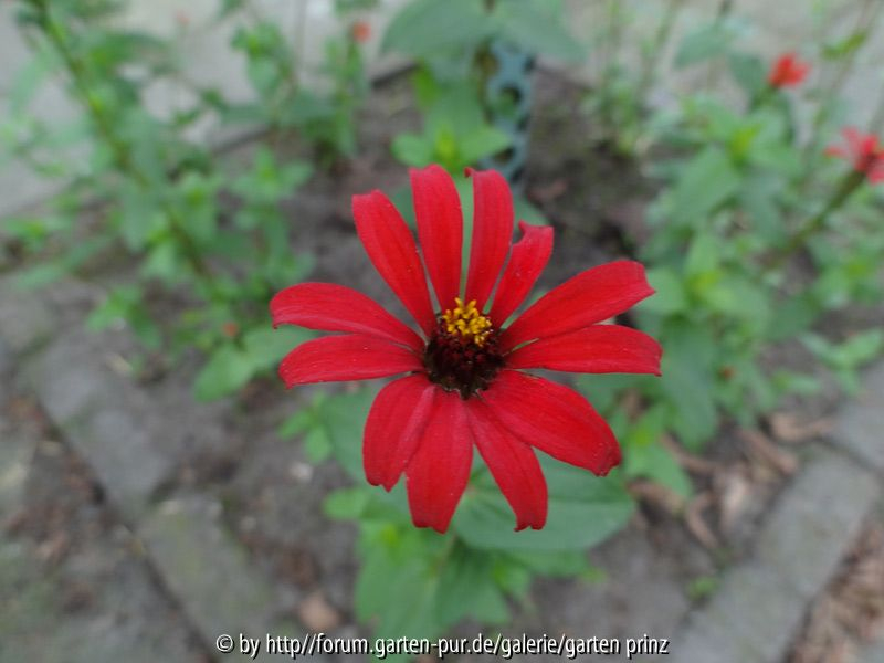 Zinnia Red Spider July 2013