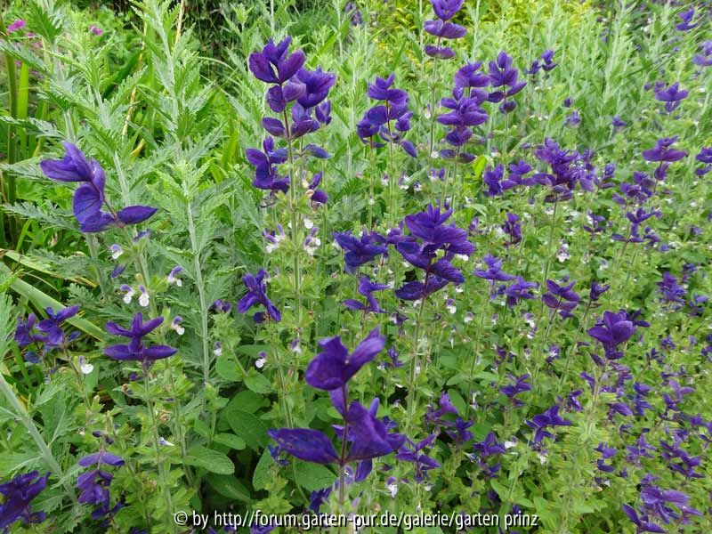 Salvia viridis Blue July 2013