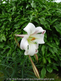 Lilium formosanum var.  pricei July 2013