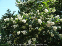 Ligustrum ibolium Grey Pearl (?) July 2013