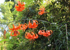 Lilium spec. evtl. leichtlinii