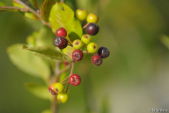 beeren aronia