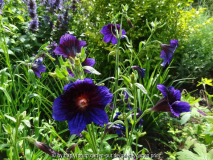 Salpiglossis sinuata Kew Blue July 2013