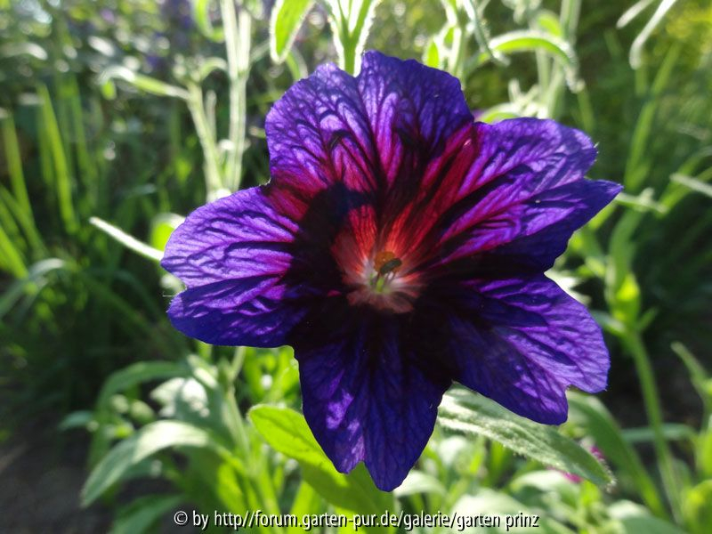 Salpiglossis sinuata Kew Blue July Single Flower 2013