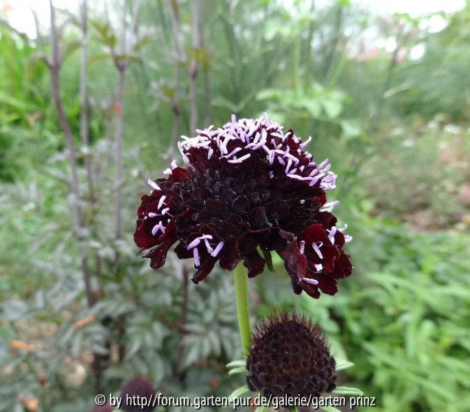 Scabiosa atropurpurea 