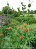 Leonotis leonurus July 2013