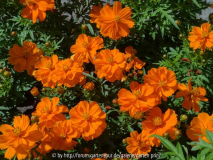 Cosmos sulphureus 