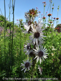 Berkheya purpurea July 2013