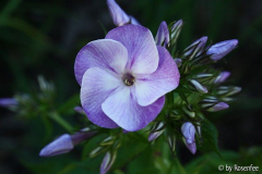 Phlox paniculata Wanadis